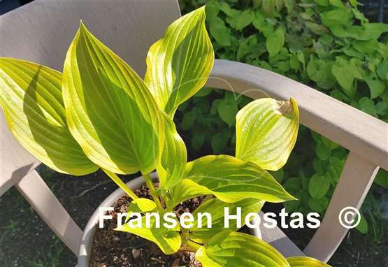 Hosta Paradise Beacon